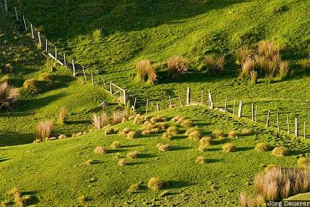 New Zealand, Otago, Portobello, Pukehiki, farmland, fence, green, Neuseeland