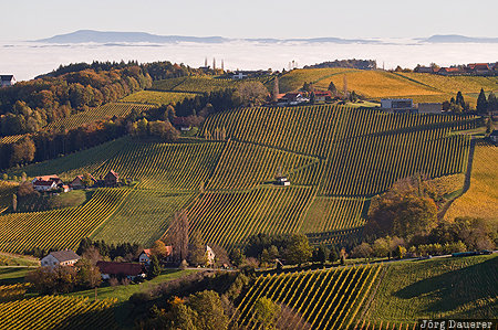 Lubekogel View Austria, AUT, fog, Leutschach an der Weinstraße, Lubekogel, morning light, vineyard, Styria, Österreich, Steiermark, Leutschach an der Weinstrasse, Oesterreich