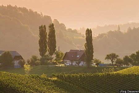 Austria, Styria, Ratsch an der Weinstraße, farm house, fog, mist, morning light, Österreich, Steiermark, Oesterreich