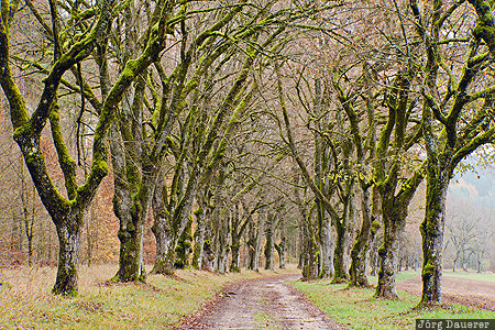 Tree Avenue Aufseß, Bavaria, DEU, Germany, alley, autumn, avenue of Trees, Deutschland, Bayern, Aufsess