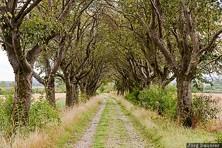 DEU, Germany, Thuringia, Th&uuml;ringen, alley, avenue of Trees, dirt road, Kefferhausen, Deutschland, Thueringen