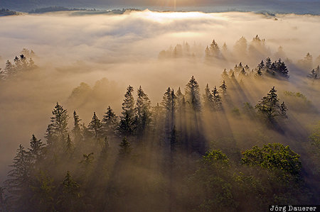 back-lit, fog, Hirschberger Tal, Jelenia Góra Valley, Karpniki, Lower Silesia, mist, Poland