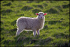 Back-lit Sheep