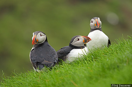 Atlantic puffins Faroe Islands, FRO, Mykines, animal, Atlantic puffins, bird, green, Färöer-Inseln, Faeroeer-Inseln