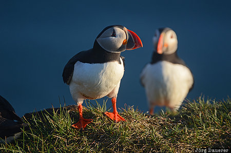 Hvallátur, ISL, Iceland, Vestfirðir, animal, Atlantic puffin, bird, Vestfirdir, Hvallatur