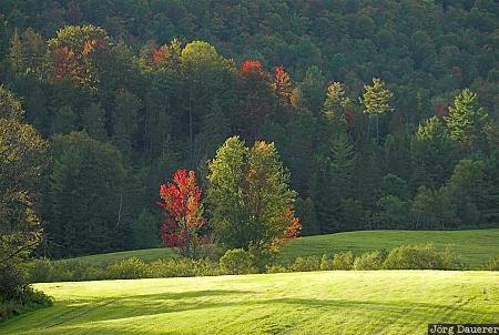 Autumn Color in Vermont Tree, autumn color, red, foliage, Vermont green mountains, New England, United States