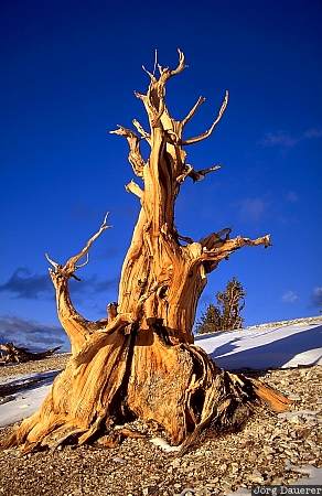 Ancient Bristlecone Pine Forest, White Mountains, sun, California, tree, United States, snow, USA, Vereinigte Staten, Kalifornien, CA