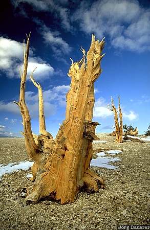 Ancient Bristlecone Pine Forest, White Mountains, California, United States, Bristlecone Pine, pine, tree, USA, Vereinigte Staten, Kalifornien, CA