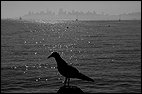 Pigeon and San Francisco