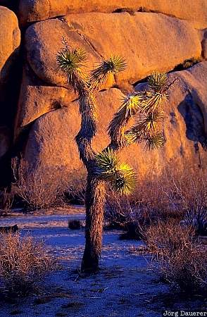 Joshua Tree National Park, Joshua Tree, rocks, morning light, California, United States, sandstone, USA, Vereinigte Staten, Kalifornien, CA