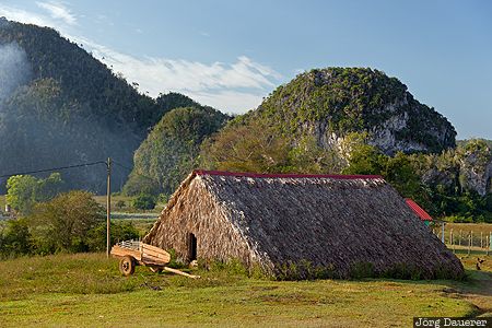 Tobacco Field CUB, Cuba, Ensenada de las Casas, Pinar del Río, blue sky, cart, green, Viñales, Kuba, Pinar del Rio, Vinales