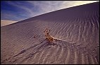 White Sands desert