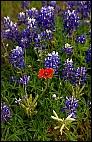 Blue Bonnets