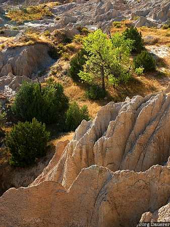 Badlands National Park, South Dakota, formation, rocks, tree, green, back light, United States, USA, Vereinigte Staten, SD