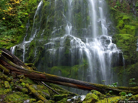 Proxy Falls Belknap Springs, Blue River, cascade range, cascades, flowing water, green, moss, United States, Oregon, USA, Vereinigte Staten, OR