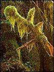 Olympic Peninsula