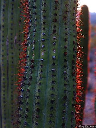 Organ Pipe Cactus National Monument, Arizona, organ pipe cactus, evening light, backlit, needles, red, United States, USA, Vereinigte Staten, AZ