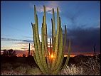 Organ pipe sunset