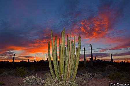 Ajo, Arizona, Lukeville, United States, USA, evening light, flash, Vereinigte Staten, AZ