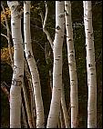 Trunks of Aspens