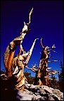 Bristlecone Pines