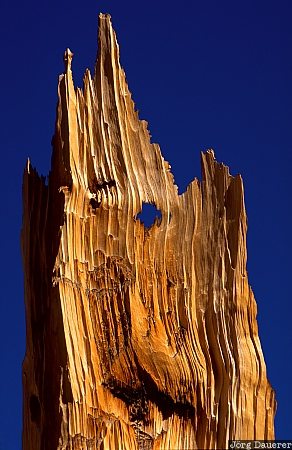 Nevada, United States, Bristlecone Pine, ancient Bristlecone Pine, tree, wood, Great Basin National Park, USA, Vereinigte Staten, NV