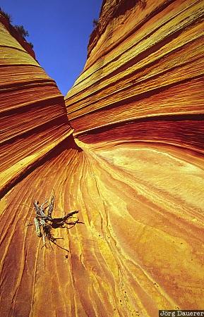 Bizarre Rocks, sandstone, Arizona, coyote buttes, the wave, root, United States, USA, Vereinigte Staten, AZ