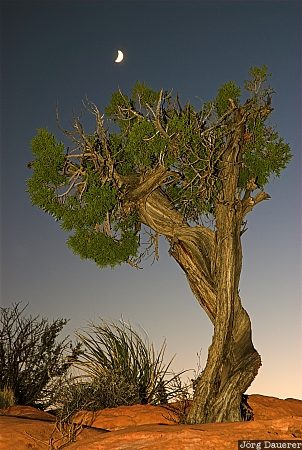 North Rim Tree Arizona, Supai, Tuweep, United States, evening light, flash, flashlight