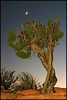 North Rim Tree