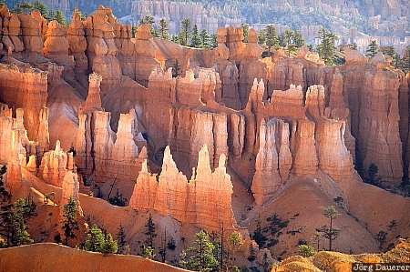 hoodoos, bryce canyon national park, sunrise, Utah, United States, morning light, sandstone, USA, Vereinigte Staten, UT