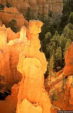 hoodoos, bryce canyon national park, sunrise, Thor's Hammer, Utah, United States, morning light, USA, Vereinigte Staten, UT