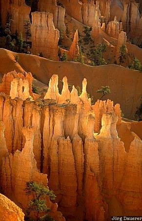 hoodoos, bryce canyon national park, sunrise, Utah, United States, morning light, sandstone, USA, Vereinigte Staten, UT