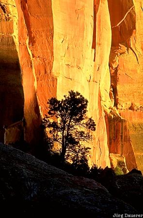 Capitol Reef National Park, tree, sunset, silhouette, Utah, United States, evening light