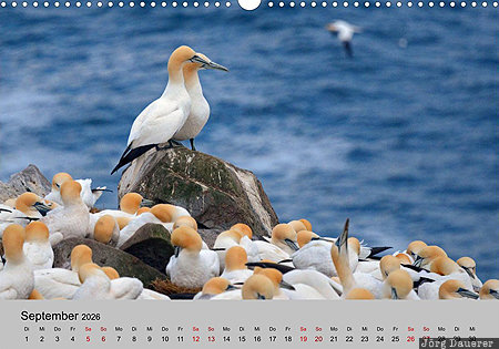 Northern Gannets, Cape St. Mary's Ecological Reserve, Avalon Peninsula, Newfoundland and Labrador, Canada, Neufundland, Newfoundland, Kanada